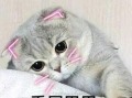 娱乐吃瓜君七七的折耳猫,娱乐吃瓜君的萌宠日常