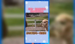 娱乐吃瓜群众模板,揭秘明星背后的故事，带你领略明星们的真实生活